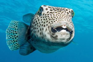 tetrodotoxin-painkiller