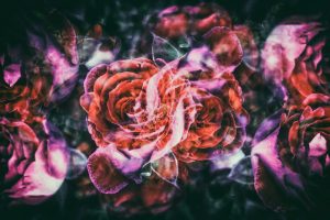 rose-Allergy-tounin-annin