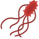 E.coli