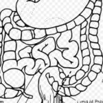 colon