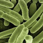 CD8T-cancer-probiotics
