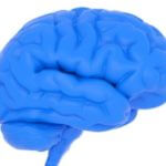 aromatase-brain