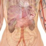 dital-convoluted-tubule-reabsorpt