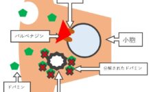 頓服薬として使用したときのエビリファイ リスパダール ジプレキサの違いについて検討する おじさん薬剤師の日記