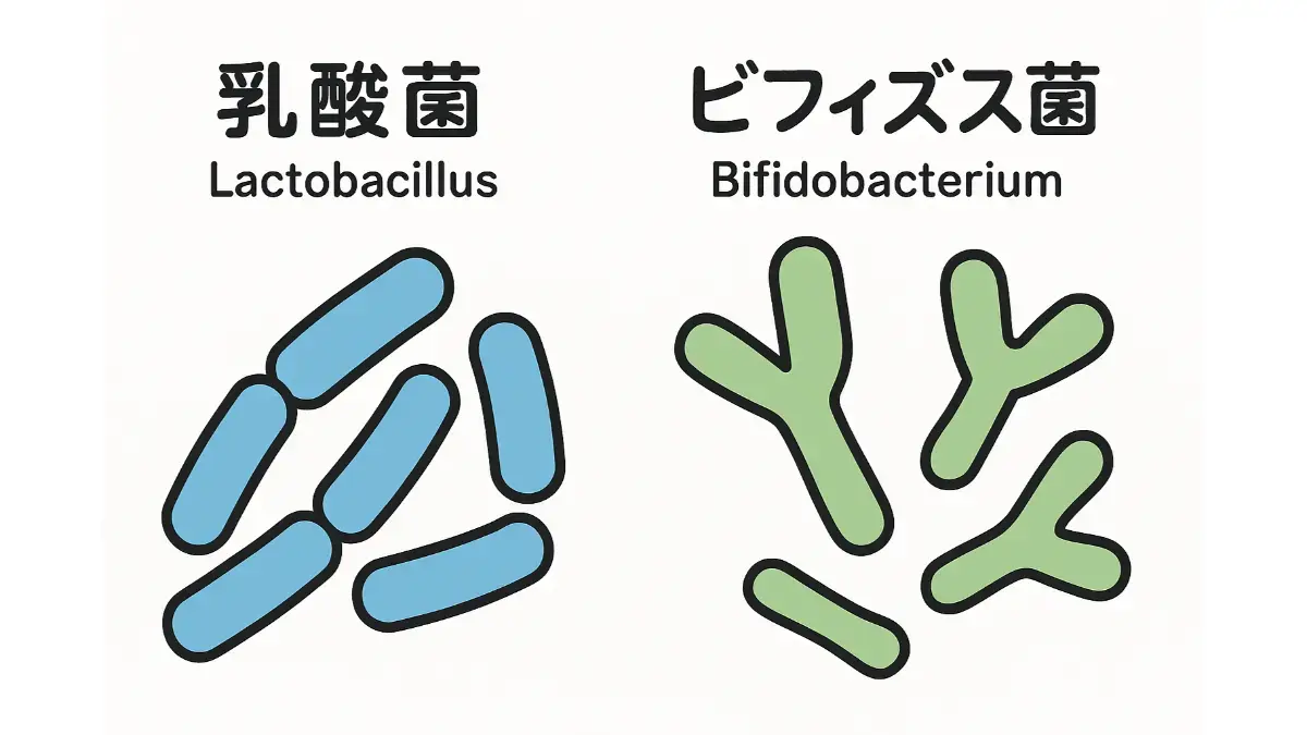 乳酸菌とビフィズス菌