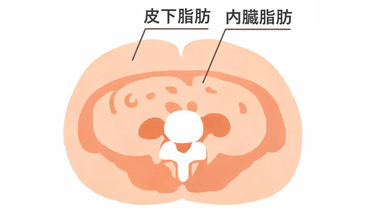 皮下脂肪と内臓脂肪