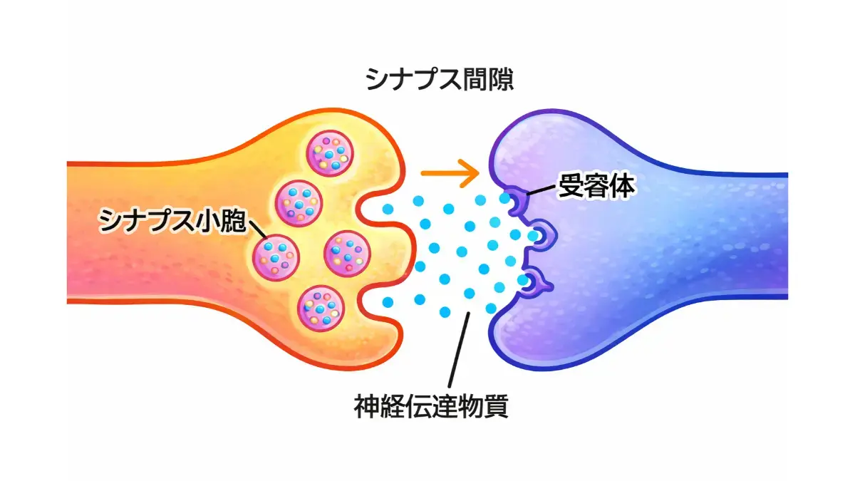 シナプス構造:セロトニン
