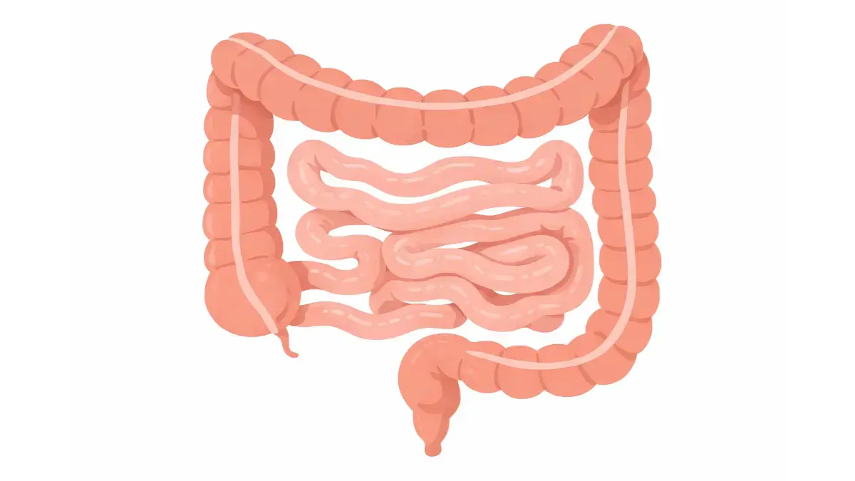 腸のイラスト