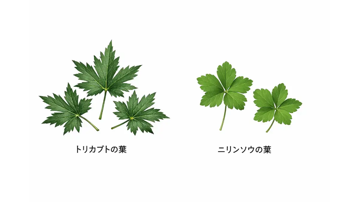 トリカブトとニリンソウの葉