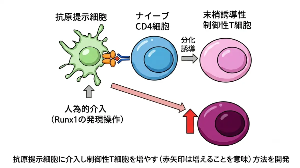食べ物アレルギーを解消？