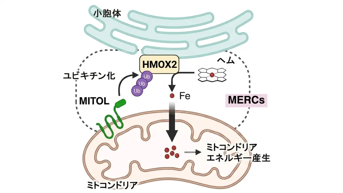 ミトコンドリアと鉄供給