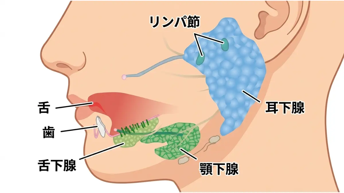 唾液分泌抑制