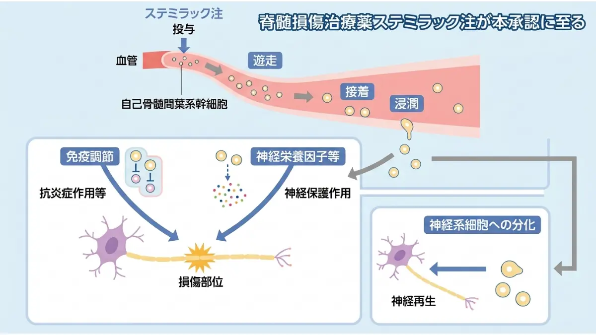 ステミラック注